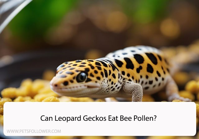 Can Leopard Geckos Eat Bee Pollen?