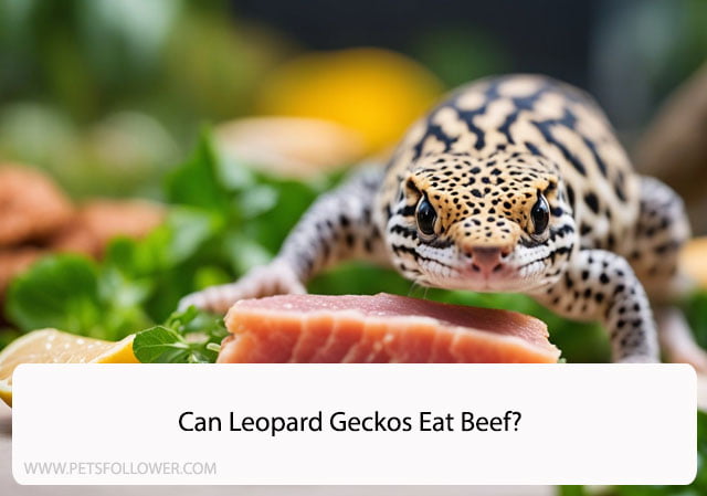 Can Leopard Geckos Eat Beef?