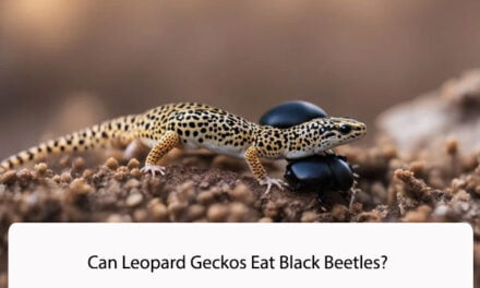 Can Leopard Geckos Eat Black Beetles?