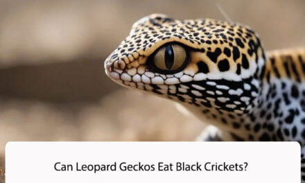 Can Leopard Geckos Eat Black Crickets?