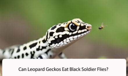 Can Leopard Geckos Eat Black Soldier Flies?