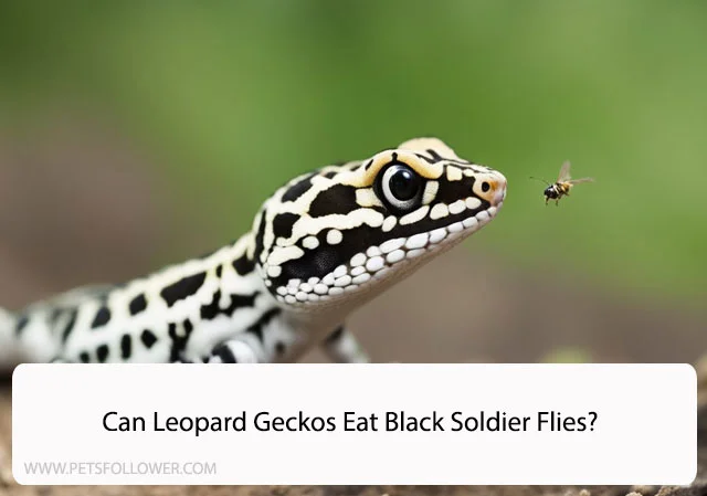 Can Leopard Geckos Eat Black Soldier Flies
