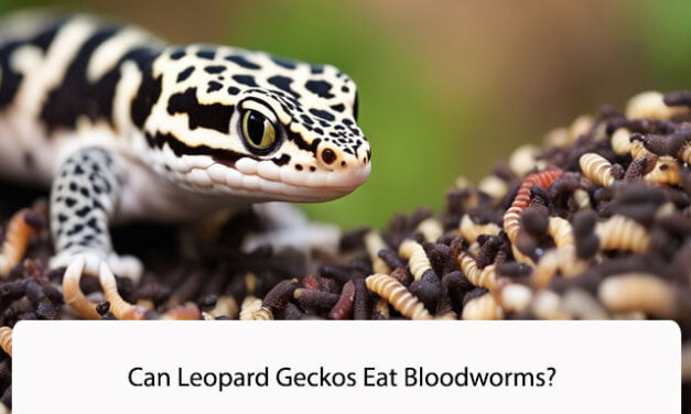 Can Leopard Geckos Eat Bloodworms?