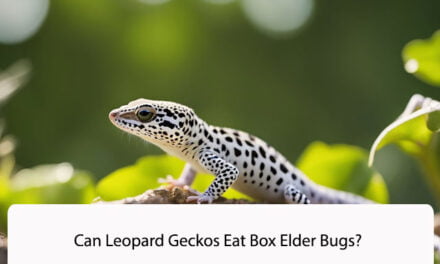 Can Leopard Geckos Eat Box Elder Bugs?