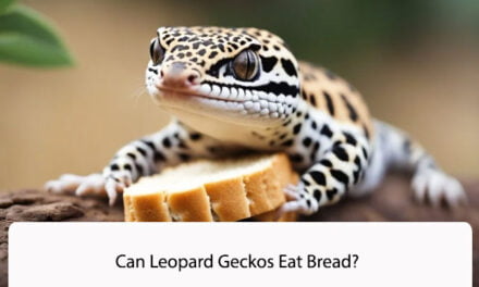 Can Leopard Geckos Eat Bread?