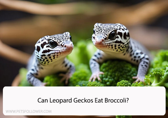 Can Leopard Geckos Eat Broccoli?