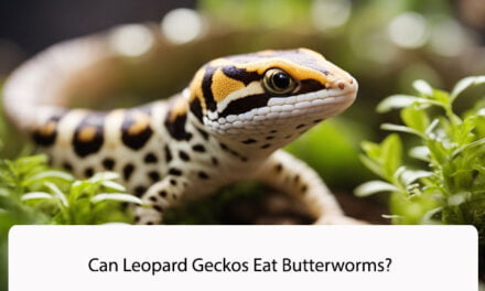 Can Leopard Geckos Eat Butterworms?