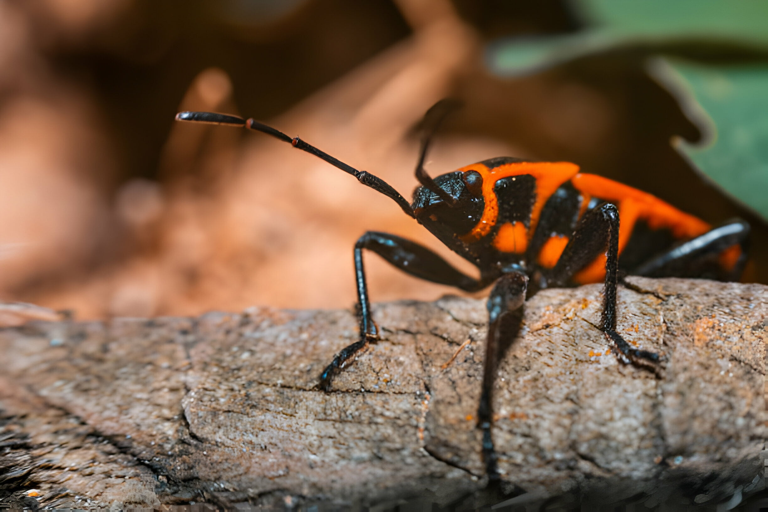 Can Leopard Geckos Eat Box Elder Bugs