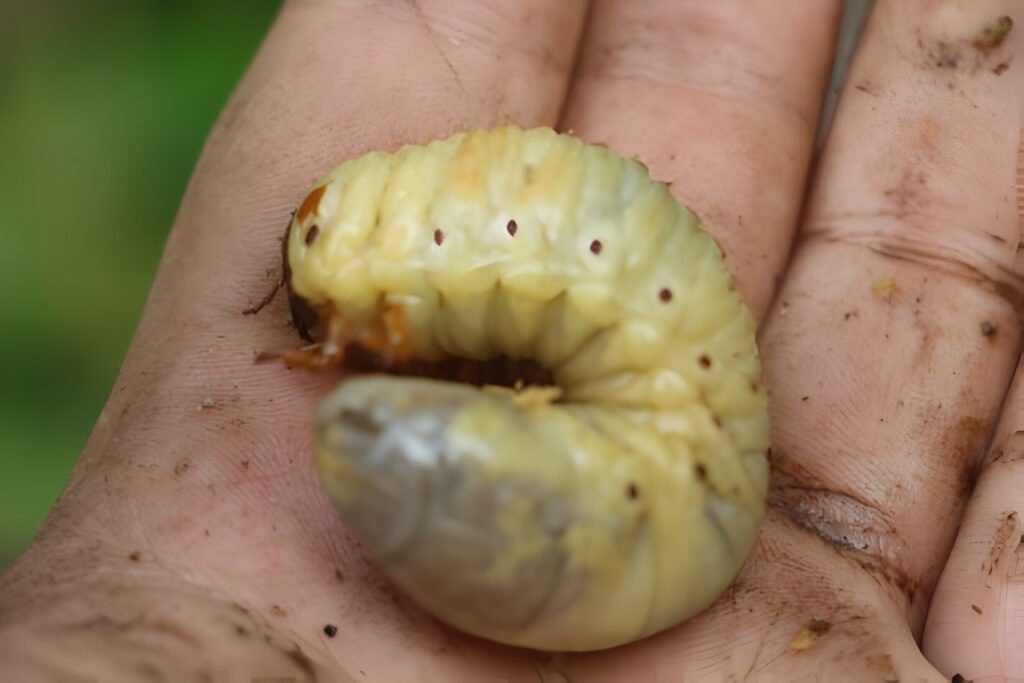 Can Leopard Geckos Eat Butterworms