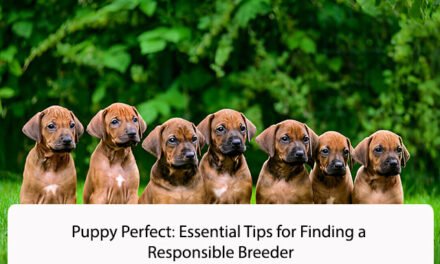 Puppy Perfect: Essential Tips for Finding a Responsible Breeder