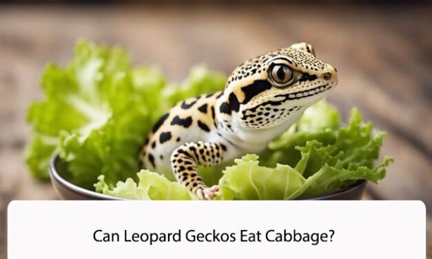 Can Leopard Geckos Eat Cabbage?