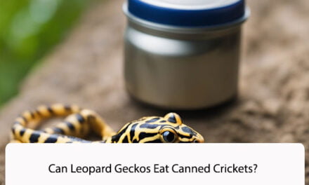 Can Leopard Geckos Eat Canned Crickets?