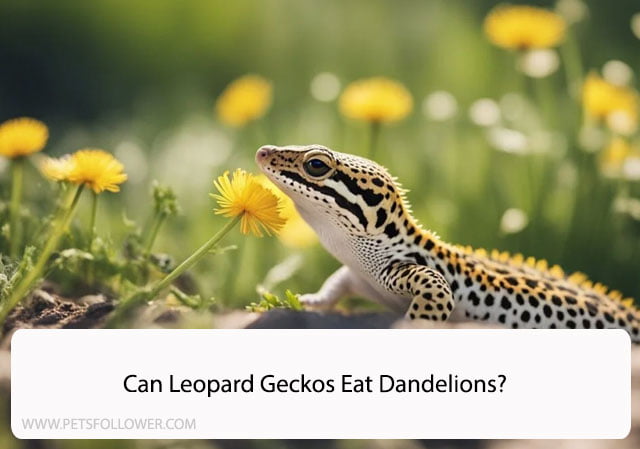 Can Leopard Geckos Eat Dandelions?