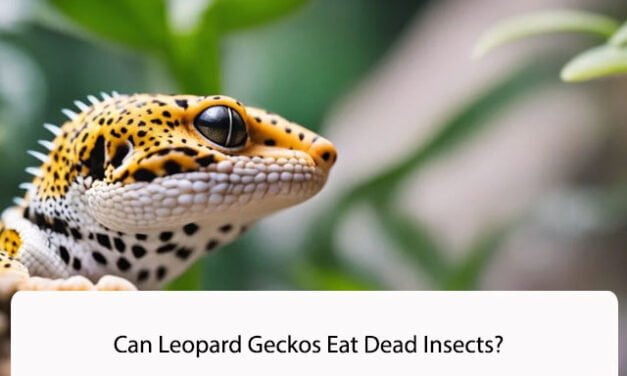 Can Leopard Geckos Eat Dead Insects?