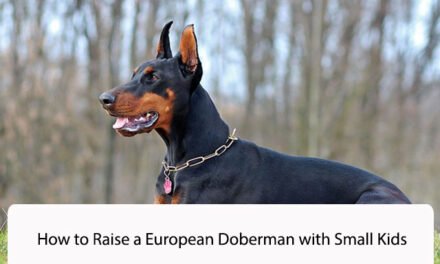 How to Raise a European Doberman with Small Kids