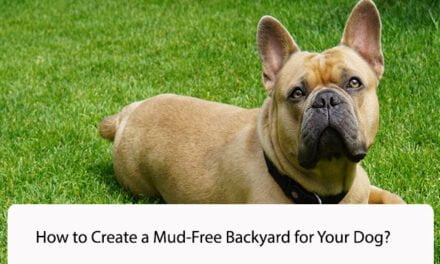 How to Create a Mud-Free Backyard for Your Dog?