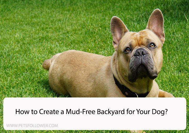 How to Create a Mud-Free Backyard for Your Dog?