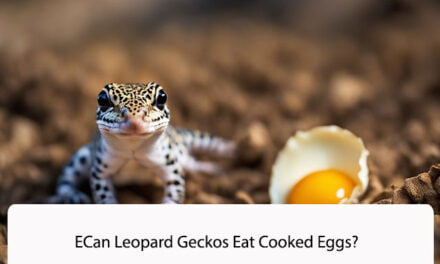 Can Leopard Geckos Eat Cooked Eggs?