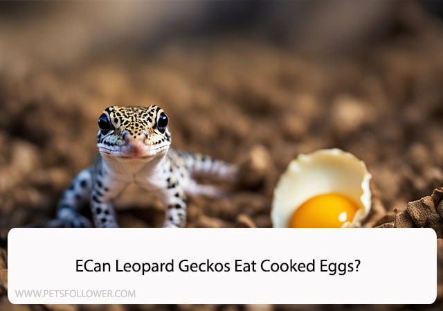 Can Leopard Geckos Eat Cooked Eggs?