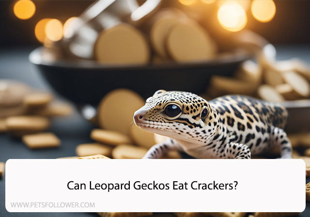 Can Leopard Geckos Eat Crackers?