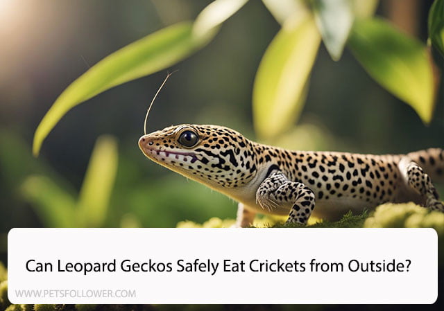 Can Leopard Geckos Eat Crickets from Outside?