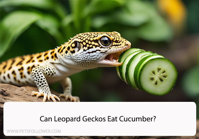 Can Leopard Geckos Eat Cucumber?