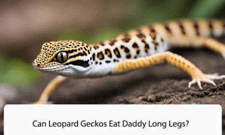 Can Leopard Geckos Eat Daddy Long Legs?