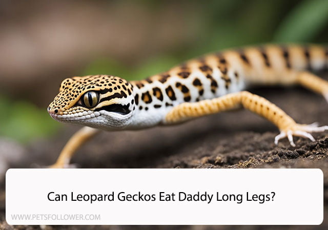 Can Leopard Geckos Eat Daddy Long Legs?