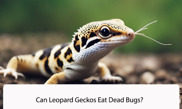 Can Leopard Geckos Eat Dead Bugs?