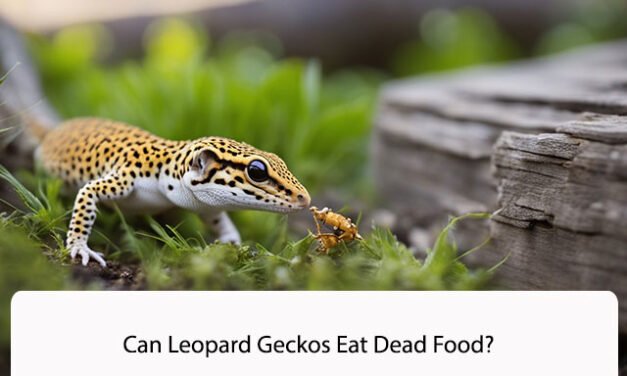 Can Leopard Geckos Eat Dead Food?