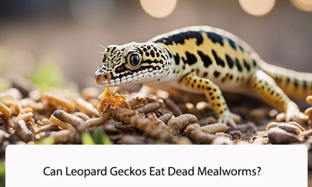 Can Leopard Geckos Eat Dead Mealworms?