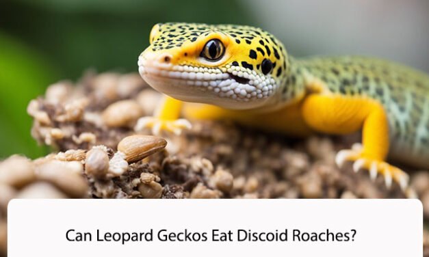 Can Leopard Geckos Eat Discoid Roaches?