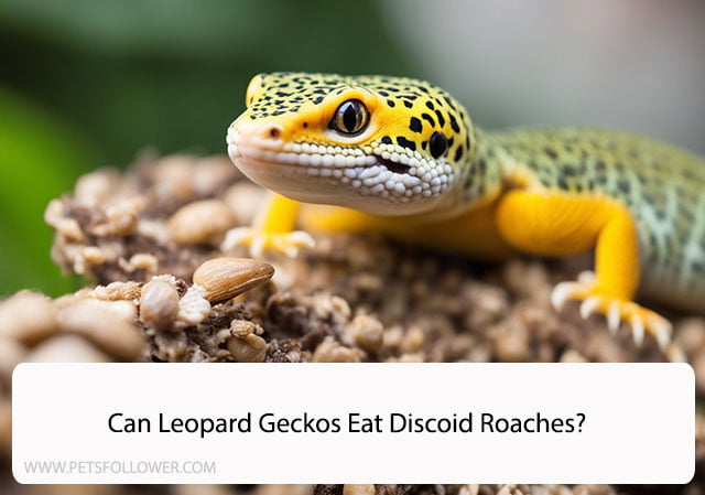 Can Leopard Geckos Eat Discoid Roaches?