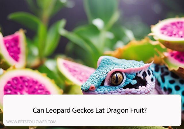 Can Leopard Geckos Eat Dragon Fruit?