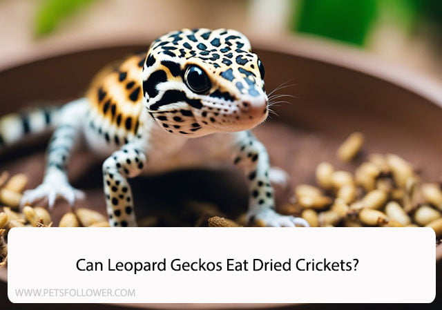 Can Leopard Geckos Eat Dried Crickets?