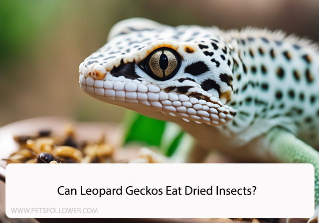 Can Leopard Geckos Eat Dried Insects?