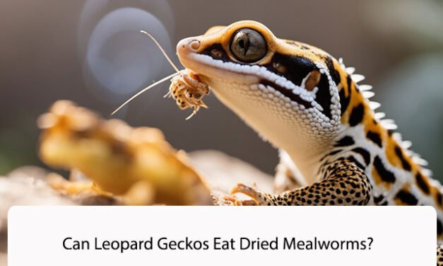 Can Leopard Geckos Eat Dried Mealworms?