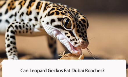 Can Leopard Geckos Eat Dubai Roaches?