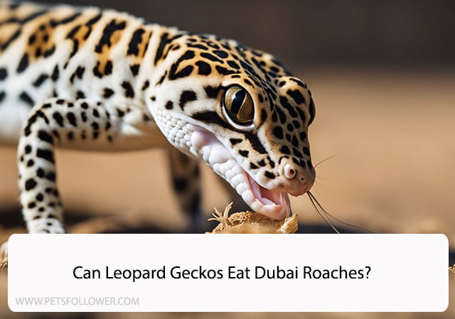 Can Leopard Geckos Eat Dubai Roaches?