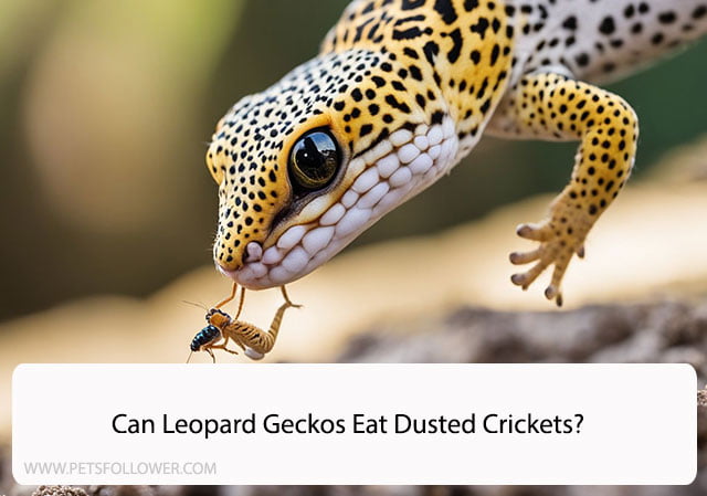 Can Leopard Geckos Eat Dusted Crickets?