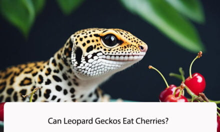 Can Leopard Geckos Eat Cherries?