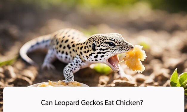 Can Leopard Geckos Eat Chicken?