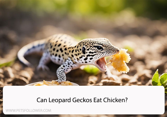 Can Leopard Geckos Eat Chicken?