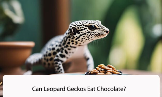 Can Leopard Geckos Eat Chocolate?