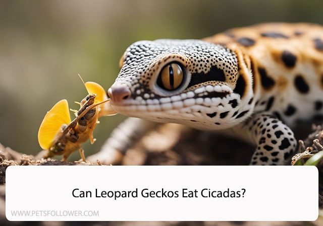 Can Leopard Geckos Eat Cicadas?