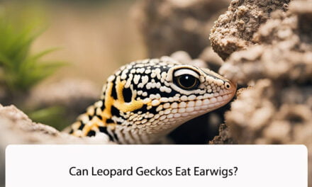 Can Leopard Geckos Eat Earwigs?