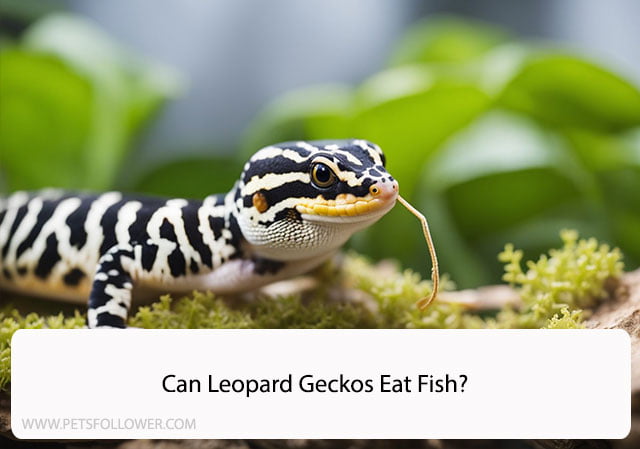 Can Leopard Geckos Eat Fish?