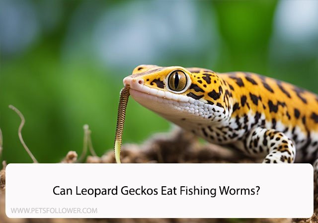 Can Leopard Geckos Eat Fishing Worms?