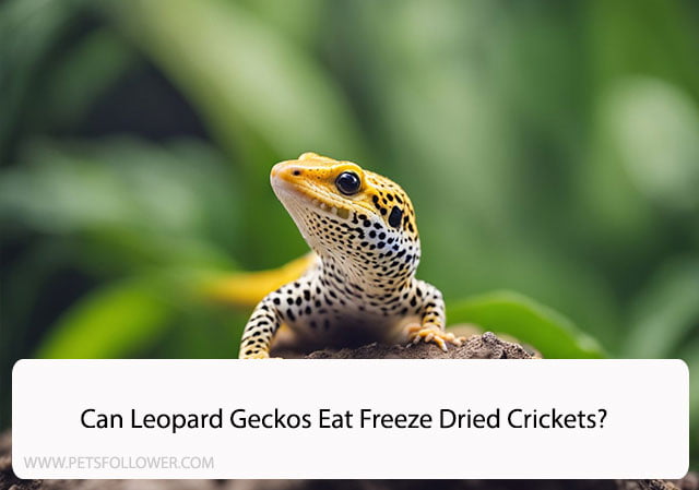 Can Leopard Geckos Eat Freeze Dried Crickets?