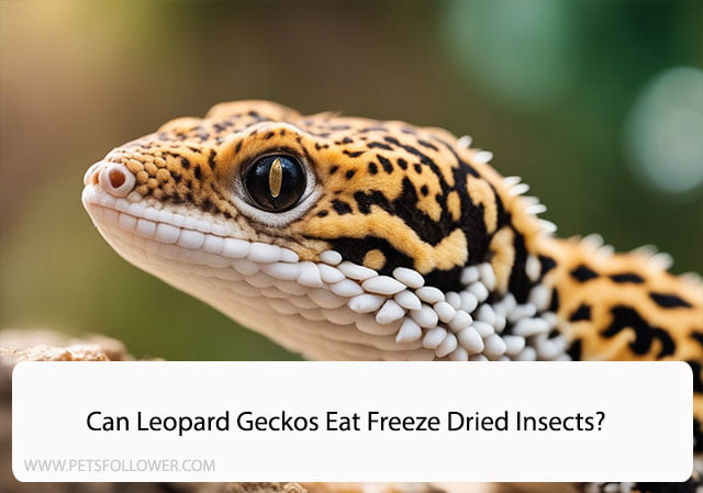 Can Leopard Geckos Eat Freeze Dried Insects?